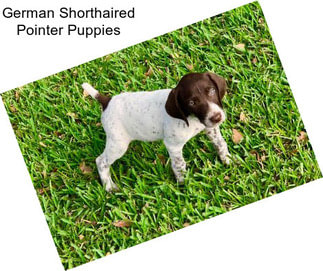 German Shorthaired Pointer Puppies