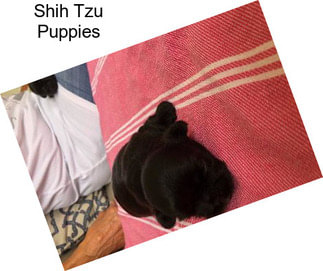 Shih Tzu Puppies