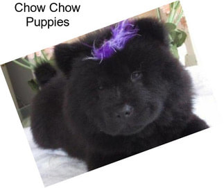 Chow Chow Puppies