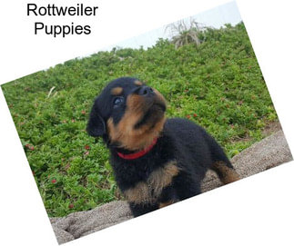 Rottweiler Puppies