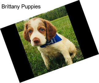 Brittany Puppies