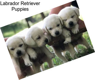 Labrador Retriever Puppies