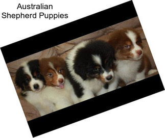 Australian Shepherd Puppies