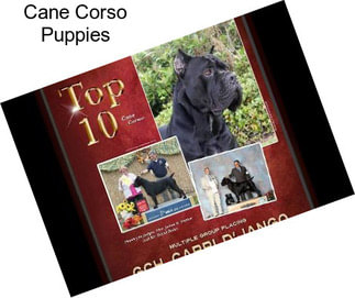 Cane Corso Puppies