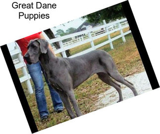 Great Dane Puppies