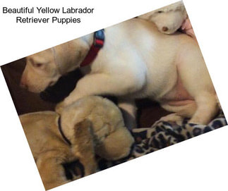 Beautiful Yellow Labrador Retriever Puppies