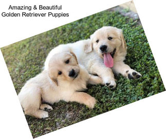 Amazing & Beautiful Golden Retriever Puppies