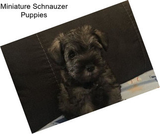 Miniature Schnauzer Puppies