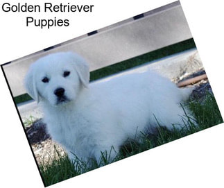 Golden Retriever Puppies