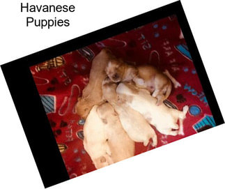 Havanese Puppies