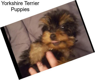 Yorkshire Terrier Puppies