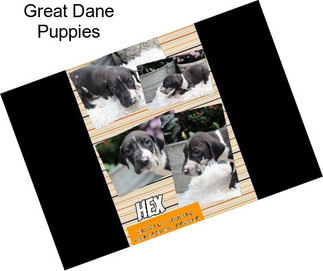 Great Dane Puppies