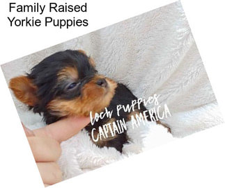 Family Raised Yorkie Puppies