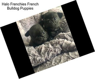 Halo Frenchies French Bulldog Puppies