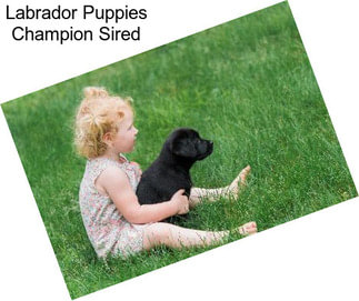 Labrador Puppies Champion Sired