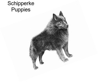 Schipperke Puppies