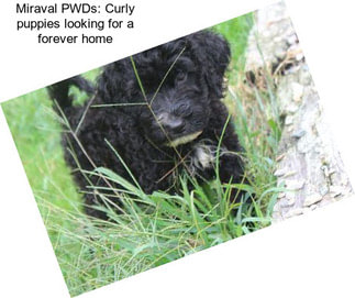 Miraval PWDs: Curly puppies looking for a forever home