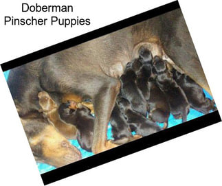 Doberman Pinscher Puppies