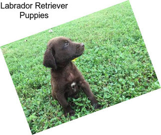 Labrador Retriever Puppies