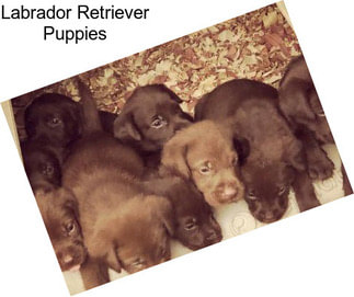 Labrador Retriever Puppies