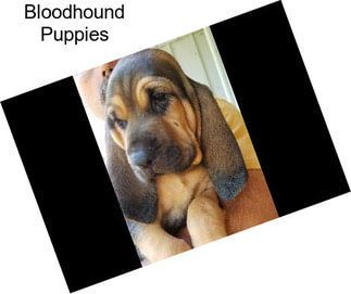 Bloodhound Puppies