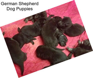 German Shepherd Dog Puppies