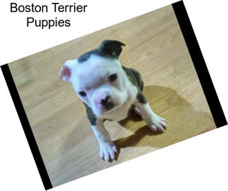 Boston Terrier Puppies