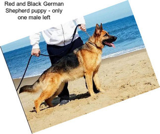 Red and Black German Shepherd puppy - only one male left
