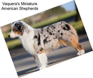 Vaquera\'s Miniature American Shepherds