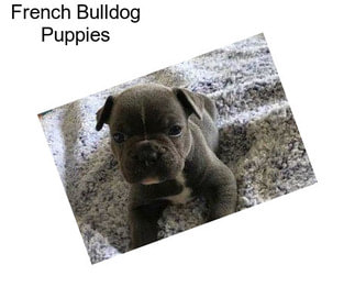 French Bulldog Puppies