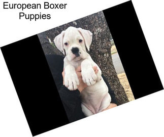 European Boxer Puppies