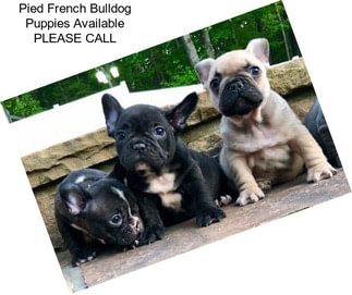 Pied French Bulldog Puppies Available PLEASE CALL