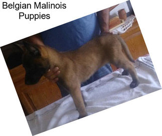 Belgian Malinois Puppies