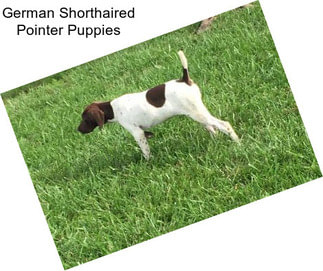 German Shorthaired Pointer Puppies