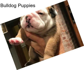 Bulldog Puppies