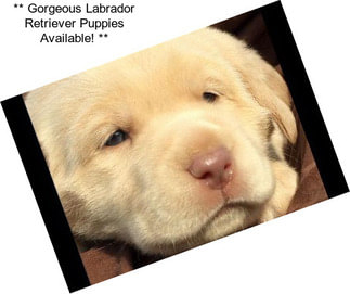** Gorgeous Labrador Retriever Puppies Available! **