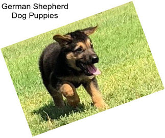 German Shepherd Dog Puppies