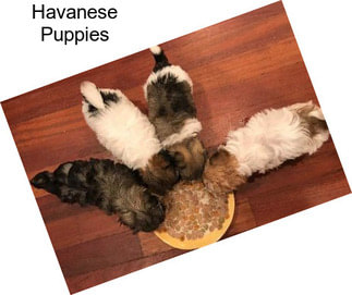 Havanese Puppies