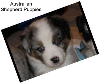 Australian Shepherd Puppies