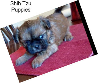 Shih Tzu Puppies