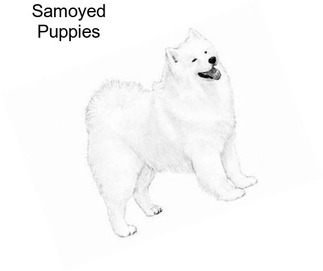 Samoyed Puppies