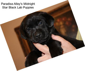 Paradise Alley\'s Midnight Star Black Lab Puppies