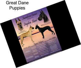 Great Dane Puppies