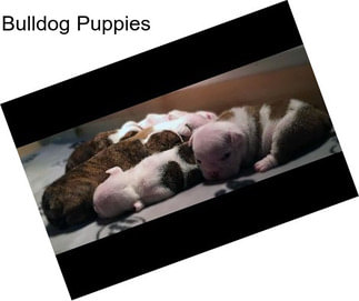 Bulldog Puppies