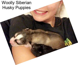 Woolly Siberian Husky Puppies