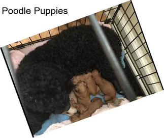 Poodle Puppies