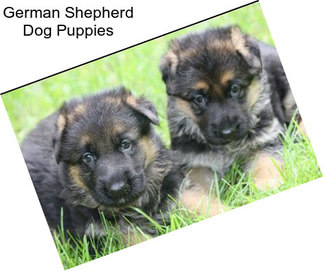 German Shepherd Dog Puppies