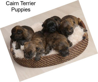 Cairn Terrier Terriers For Sale In Cincinnati - AgriSeek.com