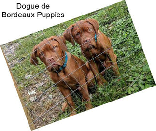 Dogue de Bordeaux Puppies