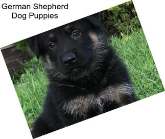 German Shepherd Dog Puppies